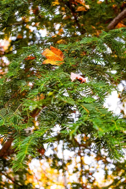 Photo of Autumn Maple Leave Glitter in Pine Tree Boughs. Close-up