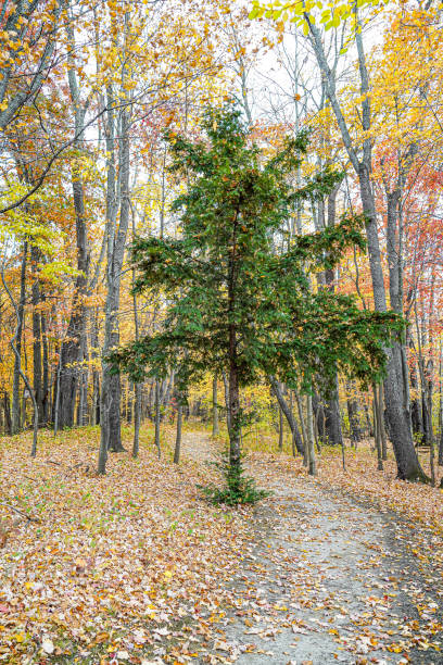 pinheiro único ao lado do caminho através da floresta maple tree no outono - maple tree autumn textured leaf - fotografias e filmes do acervo