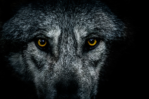 Close-up of wolf eyes. It is standing in the shadow and looking at the camera.