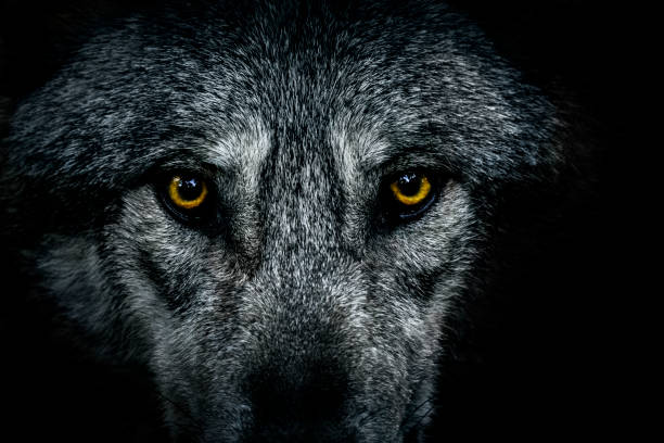 Wolf eyes Close-up of wolf eyes. It is standing in the shadow and looking at the camera. wolf snout pictures stock pictures, royalty-free photos & images