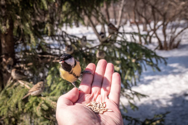 A tit sits on a man's hand and eats seeds. Taking care of birds in winter.