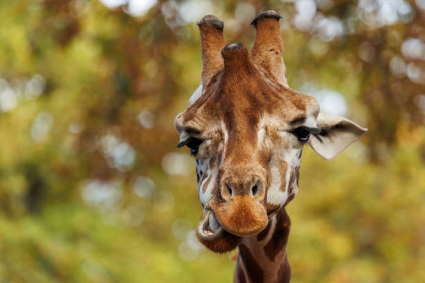 istock Portrait of a giraffe in the nature 1438010318