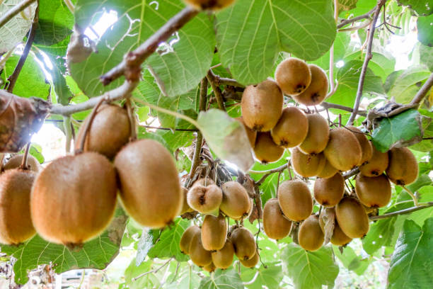 Cluster of Ripe Kiwi fruit growing on branch