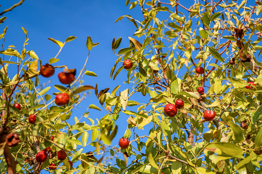 Ripe Jujube fruit on branch against blue sky