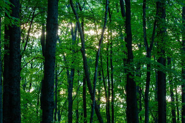 Sunlight peaking through a Wisconsin forest in the afternoon, horizontal