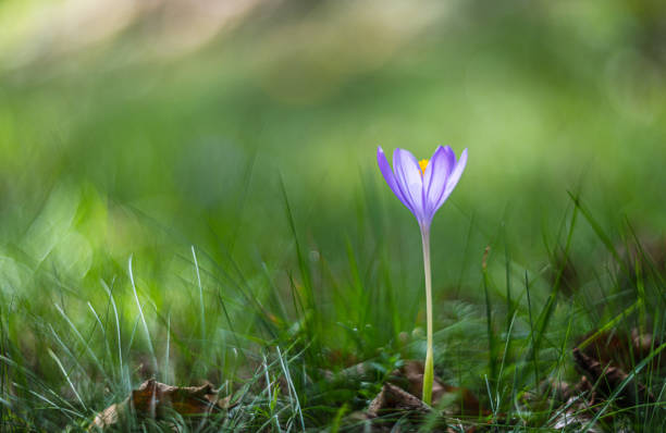 istock Wildflower Colchicum autumnale commonly known as autumn crocus 1438012326
