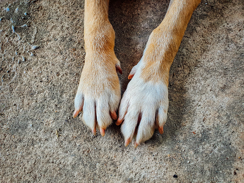 Dog's paws. Close up.