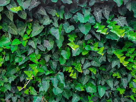 Background with green ivy covering the wall