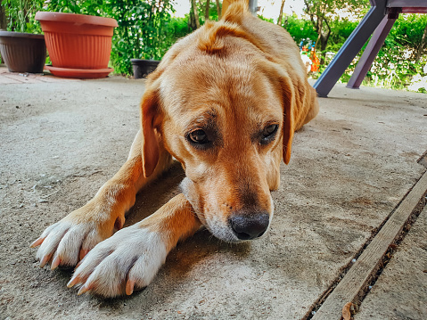 Portrait of sad yellow dog. Close up
