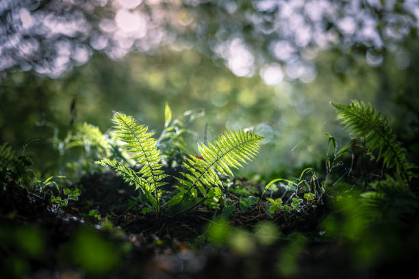 istock Ambient light through the trees in the autumn forest 1438014421