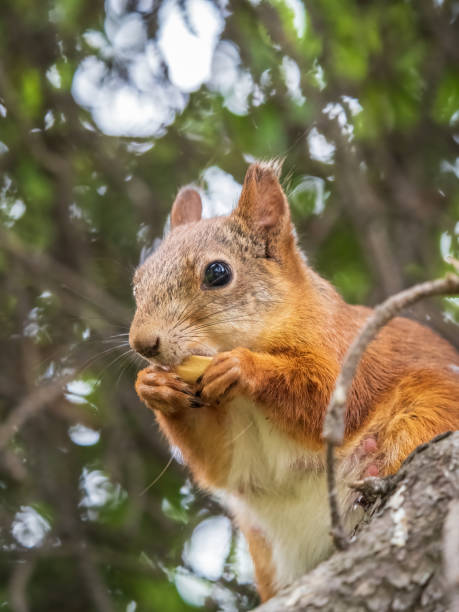 istock The squirrel with nut sits on a branches in the spring or summer. 1438014595