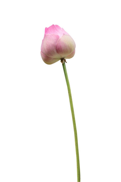 istock Beautiful pink lotus flower bouquet isolated on white background. 1438018596