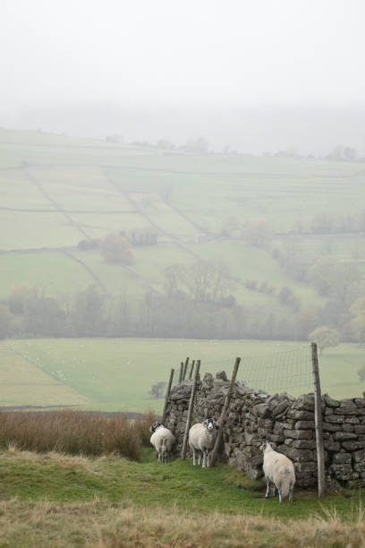 istock Swaledale Sheep near Grinton, North Yorkshire 1438021382
