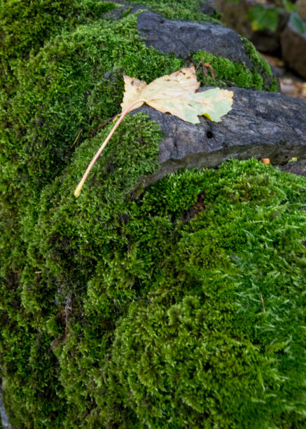 istock Moss covered dry stone wall, Grinton, North Yorkshire 1438022773