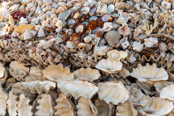 istock Sea shells as souvenirs for tourists for sale. Seashells background 1438023140