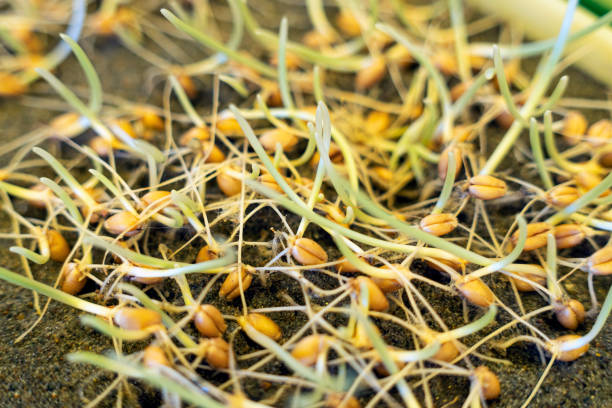若い芽の背景。穀物のクローズアップから成長している芽。麦 - brussels sprout raw brown close up ストックフォトと画像