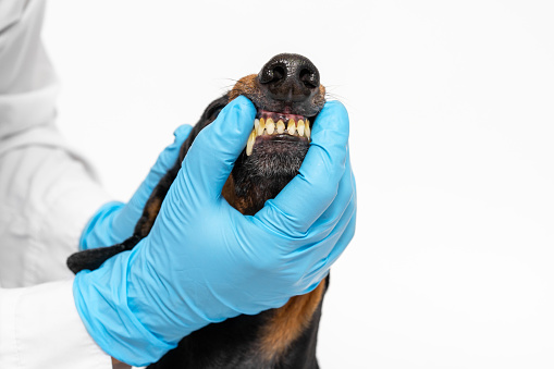 Doctor hand in gloves holds dog mouth, examines teeth. Oral hygiene, cleaning of tartar, deposits in vet clinic dentist. Rotten teeth of adult dog with brown plaque close-up. Prevention, oral hygiene