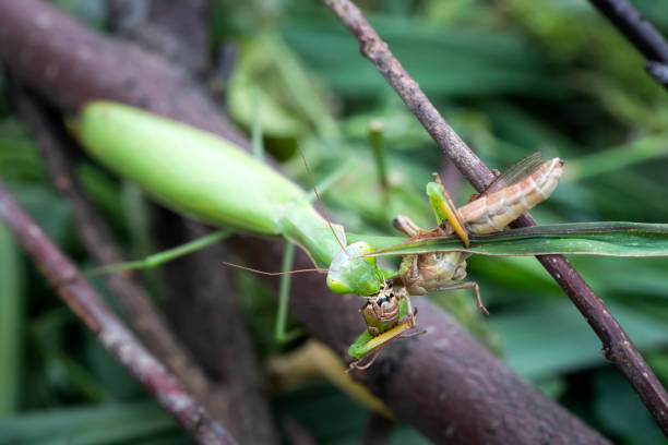 istock Mantis religiosa eating grasshopper. Macro photo selective focus. 1438023518
