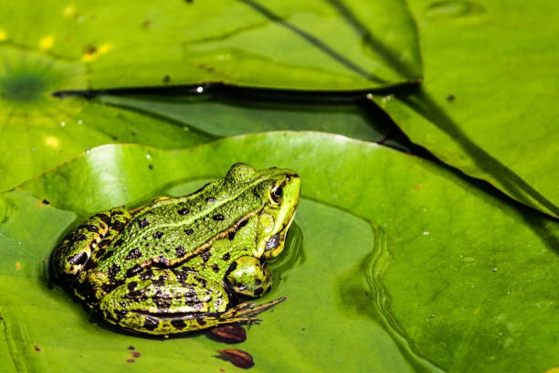 istock Close up of a green frog resting on a leaf 1438023713