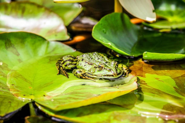istock Close up of a green frog resting on a leaf 1438023810
