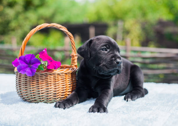 Headshot of a Cane Corso or Italian Mastiff