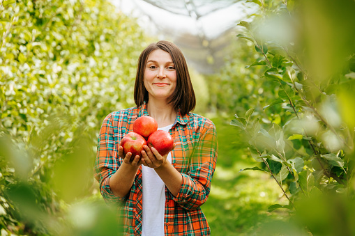 Blurred background young woman farmer in fruit orchard holding three ripe red apples in her hands. Harvest time and study of its quality. Front view looking at camera.