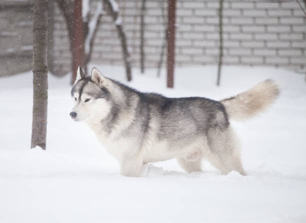istock Beautiful siberian husky in a snowy park 1438024885