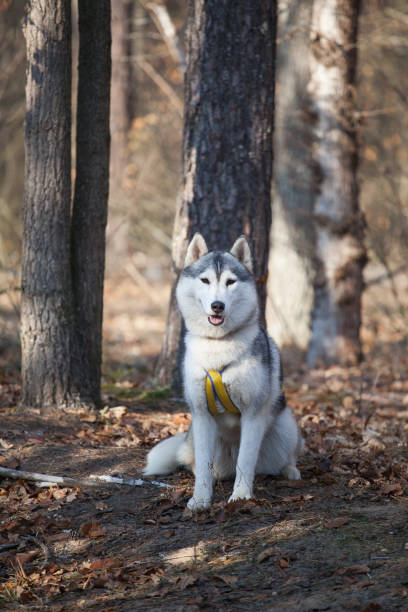istock Red siberian husky in the park 1438024887