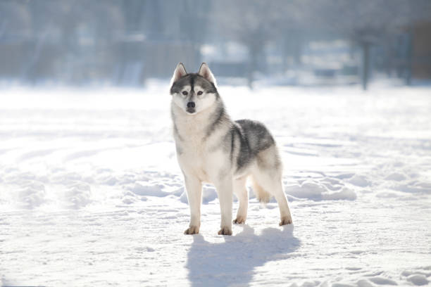 istock Beautiful siberian husky in a snowy park 1438024890