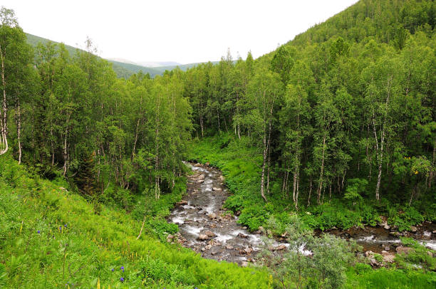 Top view of a beautiful shallow mountain river flowing in a swift stream through a dense forest.