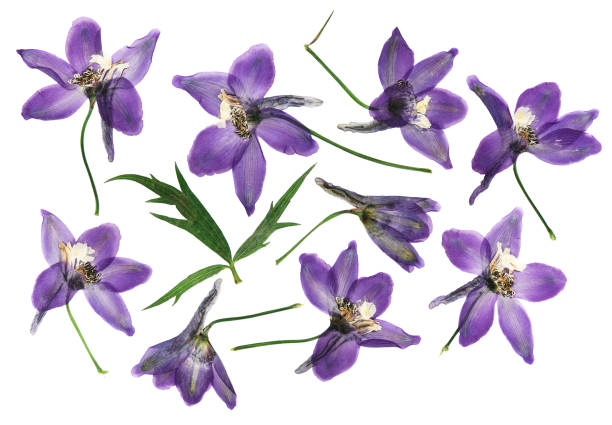 istock Pressed and dried delphinium flowers isolated on white background. For use in scrapbooking, floristry or herbarium 1438035559