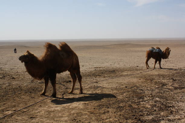 la vida solitaria en el vasto desierto, el desierto de gobi en umnugovi, mongolia. - gobi desert fotografías e imágenes de stock