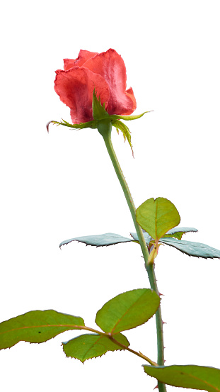 single red rose isolated on white background, selective focus high key close-up shot