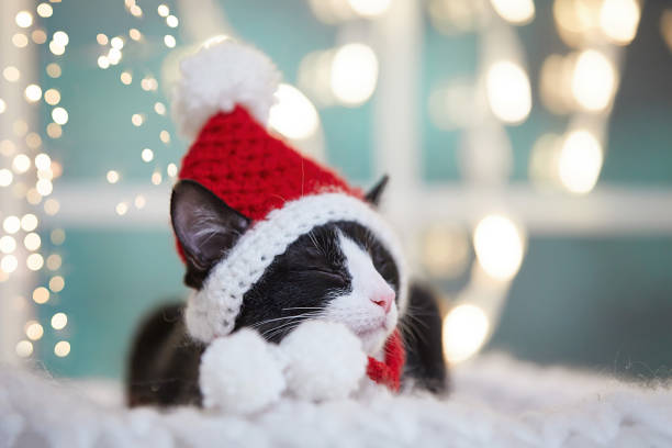istock A kitten in red Santa hat is sleeping in front of window light 1438040855