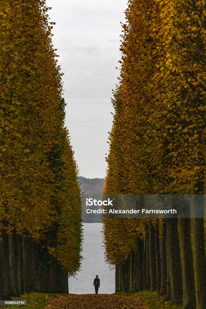Fredensborg, Denmark Fredensborg, Denmark, A man walks down an alley landscape of trees in the autumn in the Royal baroque Gardens of the Fredensborg Palace. 20-24 Years Stock Photo