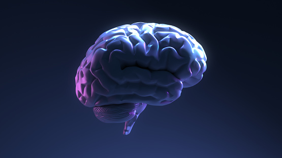 The Brain side view is on dark blue background. 3d rendering.