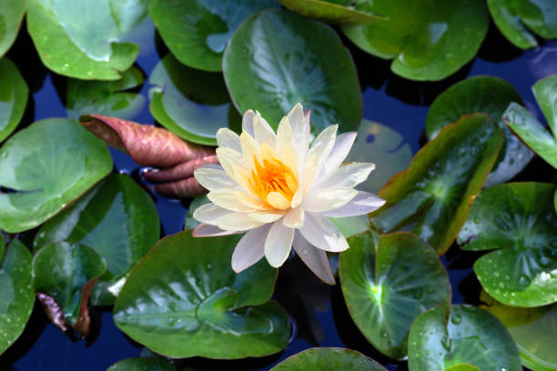 istock Nymphaea lotus flower with leaves, Beautiful blooming water lily 1438045251