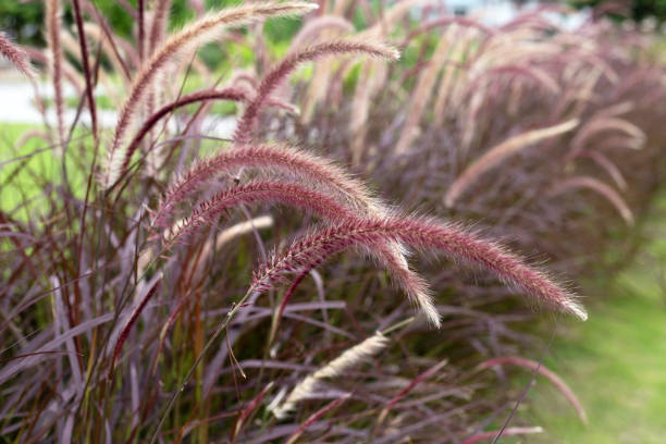 istock Fountain grass or pennisetum alopecuroides 1438046278