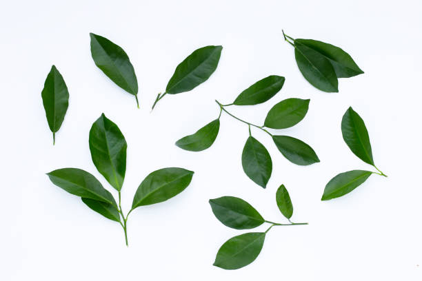 istock Citrus leaves on a white background. 1438047492