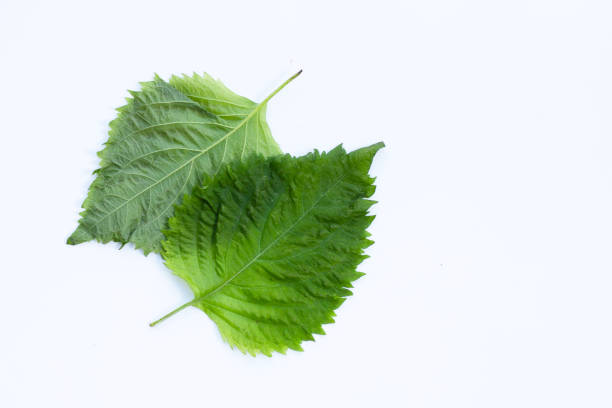 istock Green Shiso or oba leaves on white background. 1438047562