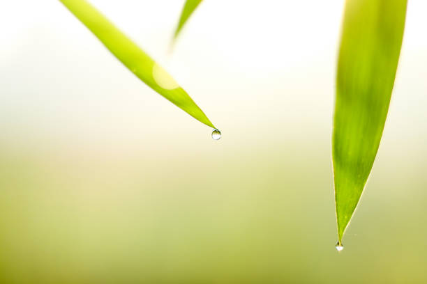 Water Droplets Leaf Against Green Background