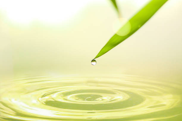 Close-up of bamboo leaves after the rain, natural background