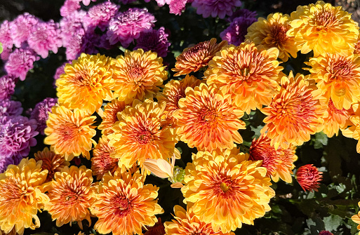 These mum blossoms are vibrant in fall colors.