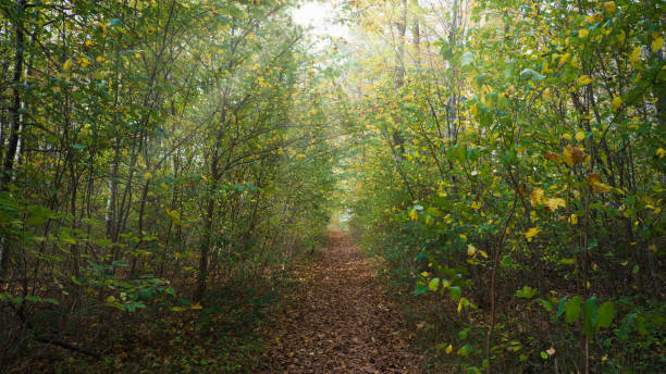 Autumn Colors Forest Walking Path Sunset Green forest walking path through colorful Autumn Forest close to sunset. Hasselblad X2D 100MPixel 16:9 Crop.  Übersberg, Pfullingen, Baden Württemberg, South Germany Indian Summer, Germany, Europe reutlingen photos stock pictures, royalty-free photos & images