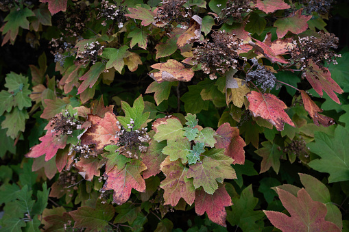 Green and red leaves on a bush during autumn, Indiana, USA