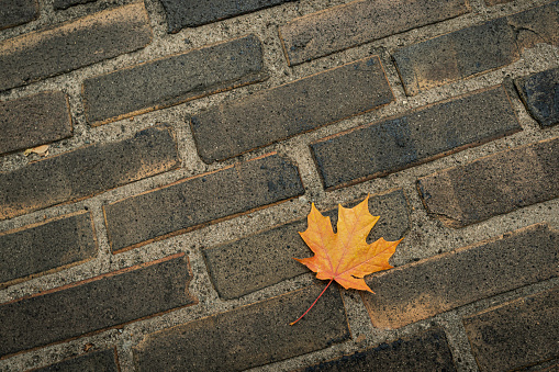 Maple leaf on cobblestone street in Autumn