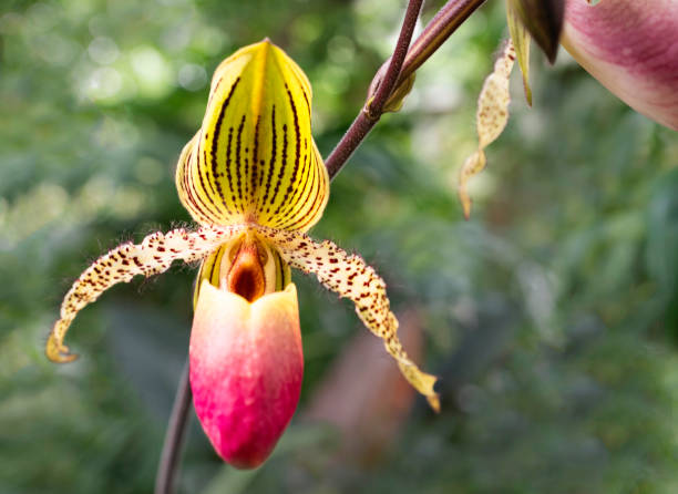 Yellow and pink orchid in blossom