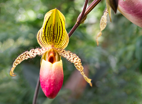 Yellow and pink orchid in blossom
