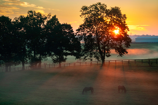 Thoroughbred horse on a farm at sunrise, Versailles, Kentucky