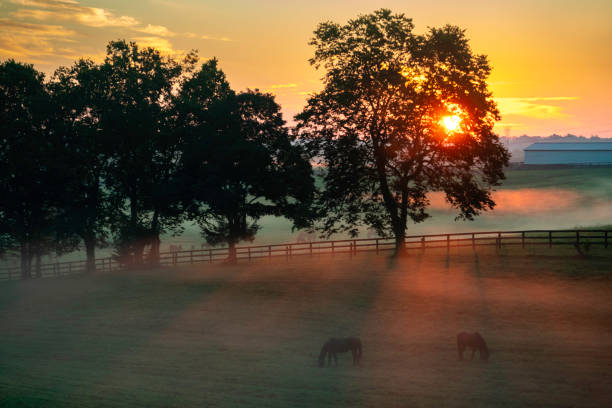 Thoroughbred horse on a farm at sunrise, Versailles, Kentucky stock photo